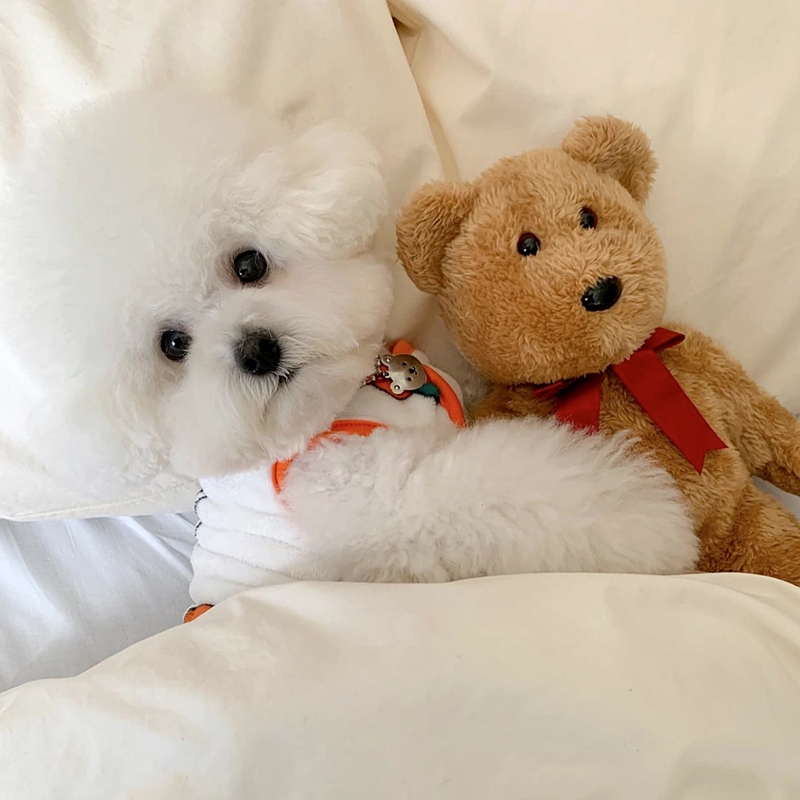 Bellissimo cane modello conigl - Winter Clothing For Dogs recensione e prezzo